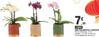 Mini Phalaenopsis 2 branches