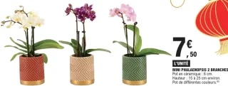 Mini Phalaenopsis 2 branches