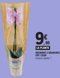 Orchidée 2 branches pot 12cm Quartier Fleurs