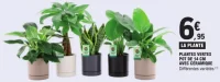 PLANTES VERTES POT DE 14 CM AVEC CÉRAMIQUE Quartier Fleurs