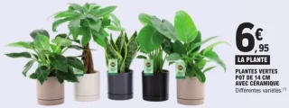 PLANTES VERTES POT DE 14 CM AVEC CÉRAMIQUE Quartier Fleurs