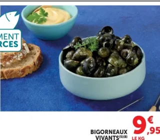 Bigorneaux vivants