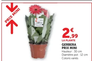 Gerbera Prix Mini