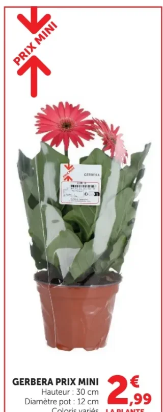 Gerbera Prix Mini la plante