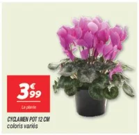 Cyclamen pot 12 cm 