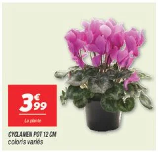 Cyclamen pot 12 cm 