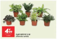 Plante verte pot 12 cm 
