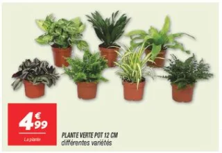 Plante verte pot 12 cm 