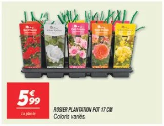 Rosier plantation pot 17 cm 