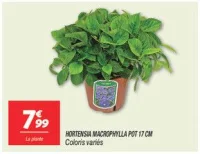 Hortensia macrophylla pot 17 cm 