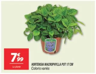Hortensia macrophylla pot 17 cm 