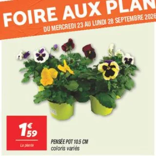 Pensée pot 10.5 cm 
