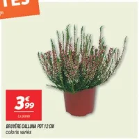 Bruyère calluna pot 12 cm 