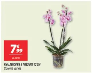 Phalaenopsis 2 tiges pot 12 cm 