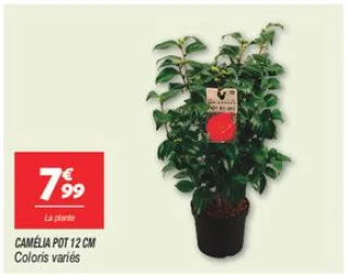 Camélia pot 12 cm 