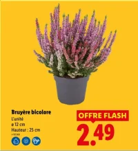 Bruyère bicolore
