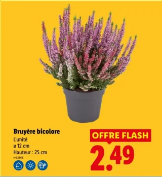 Bruyère bicolore