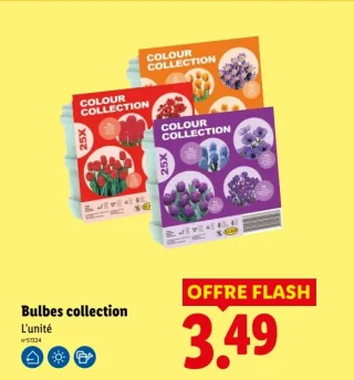 Bulbes collection