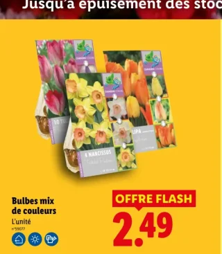Bulbes mix de couleurs