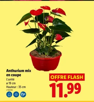 Anthurium mix en coupe