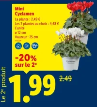 Mini Cyclamen