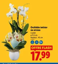 Orchidée twister ou arceau