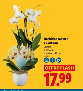 Orchidée twister ou arceau