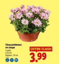 Chrysanthèmes en coupe