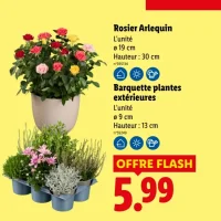 Rosier Arlequin / Barquette plantes extérieures