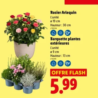 Rosier Arlequin / Barquette plantes extérieures