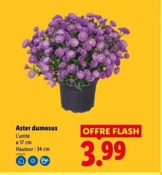 Aster dumosus