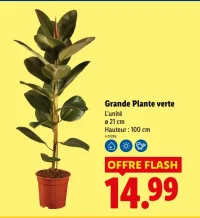 Grande Plante verte