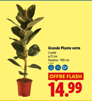 Grande Plante verte