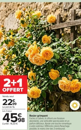 Rosier grimpant
