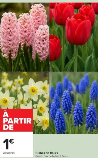Bulbes de fleurs