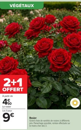 Rosier 2+1