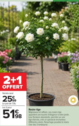 Rosier tige 2+1
