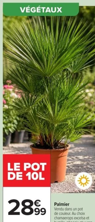 Palmier Le pot de 10L