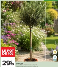 Olivier tige Le pot de 10L