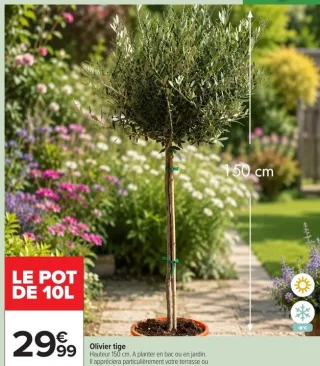 Olivier tige Le pot de 10L