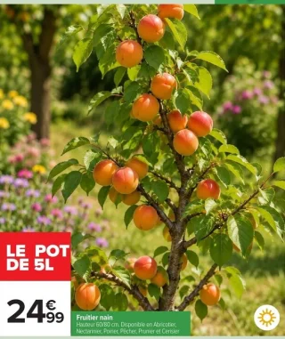 Fruitier nain en pot de 5L