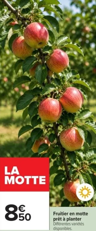 Fruitier en motte prêt à planter