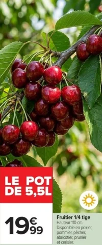 Fruitier 1/4 tige en pot de 5,5L