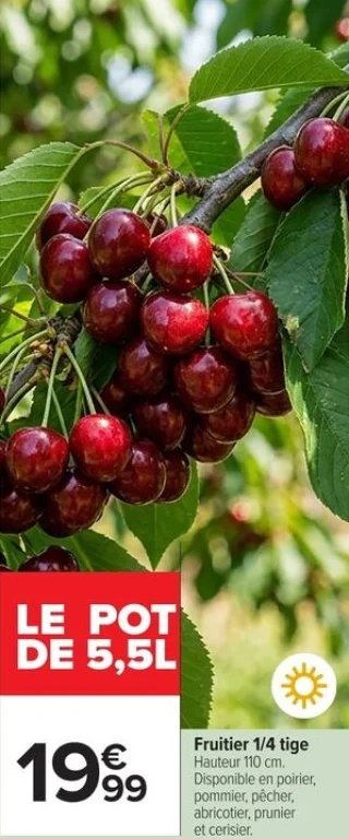 Fruitier 1/4 tige en pot de 5,5L