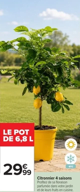Citronnier 4 saisons en pot de 6,8 L