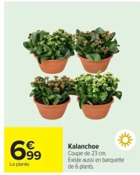 Kalanchoe
