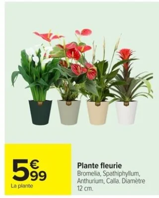 Plante fleurie Bromelia, Spathiphyllum, Anthurium, Calla