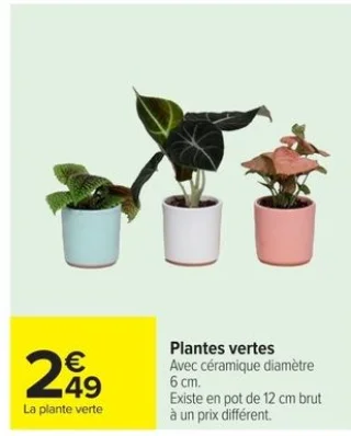 Plantes vertes avec céramique