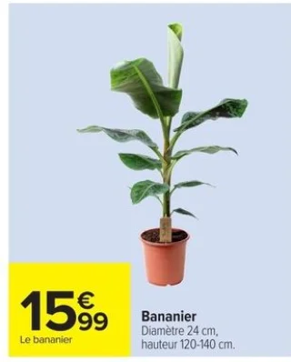 Bananier