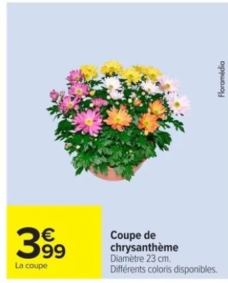 Coupe de chrysanthème